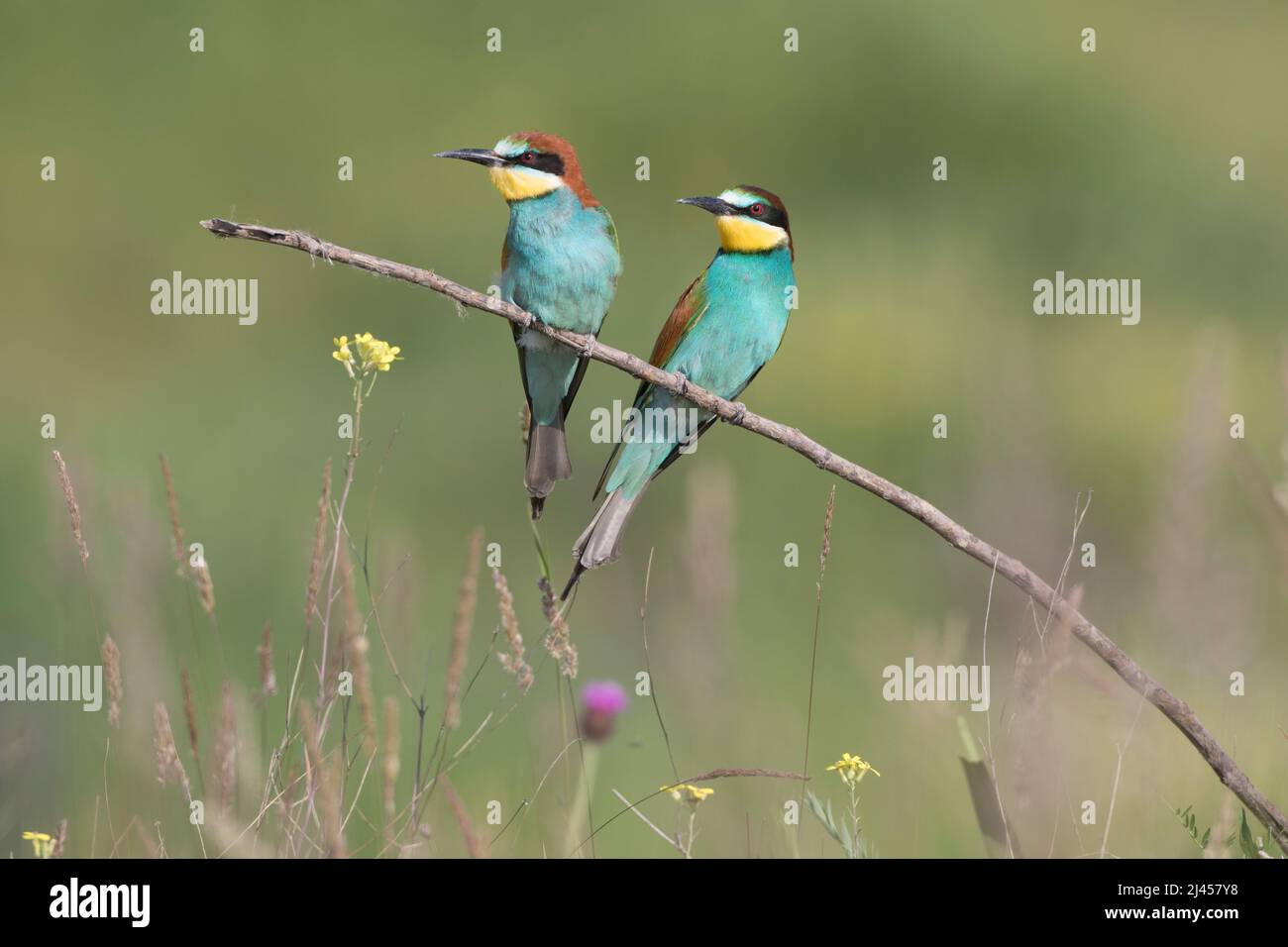 Bienenfresser (Merops apiaster) Stock Photo