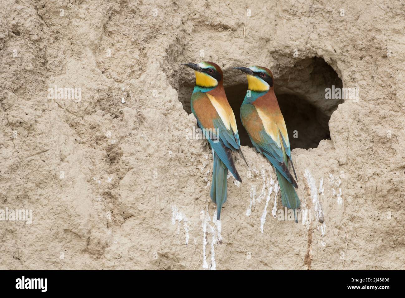 Bienenfresser (Merops apiaster) Stock Photo