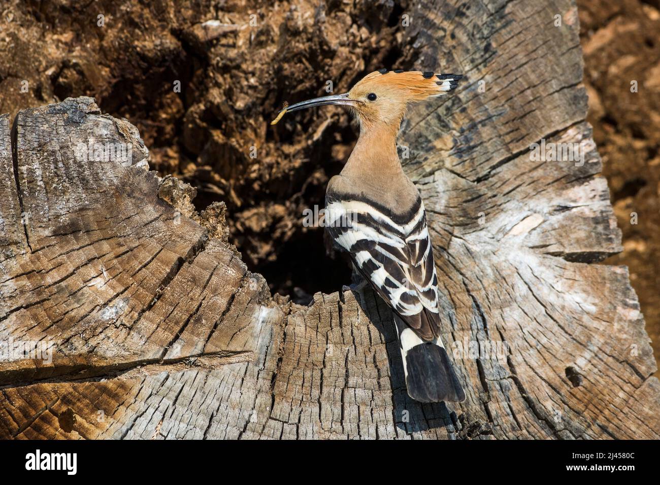 Wiedehopf Upupa Epops Stock Photo Alamy