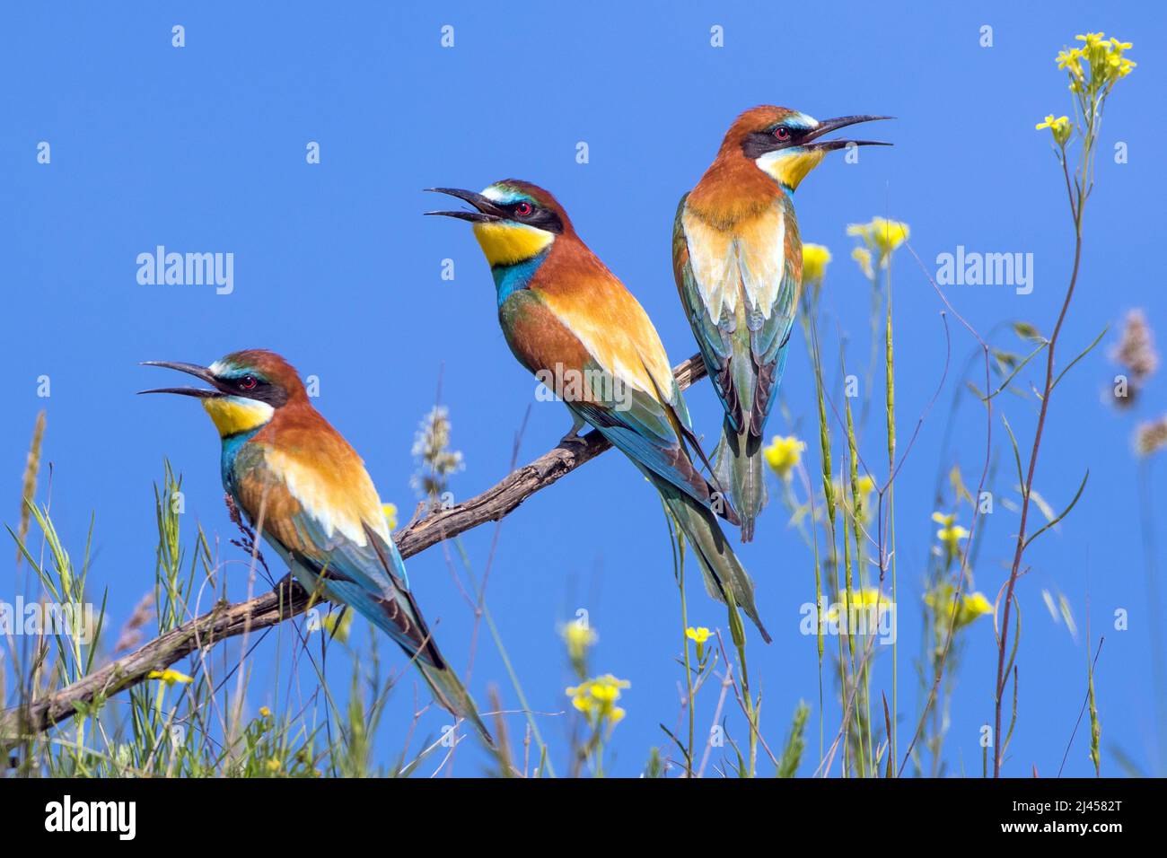 Bienenfresser (Merops apiaster) Stock Photo