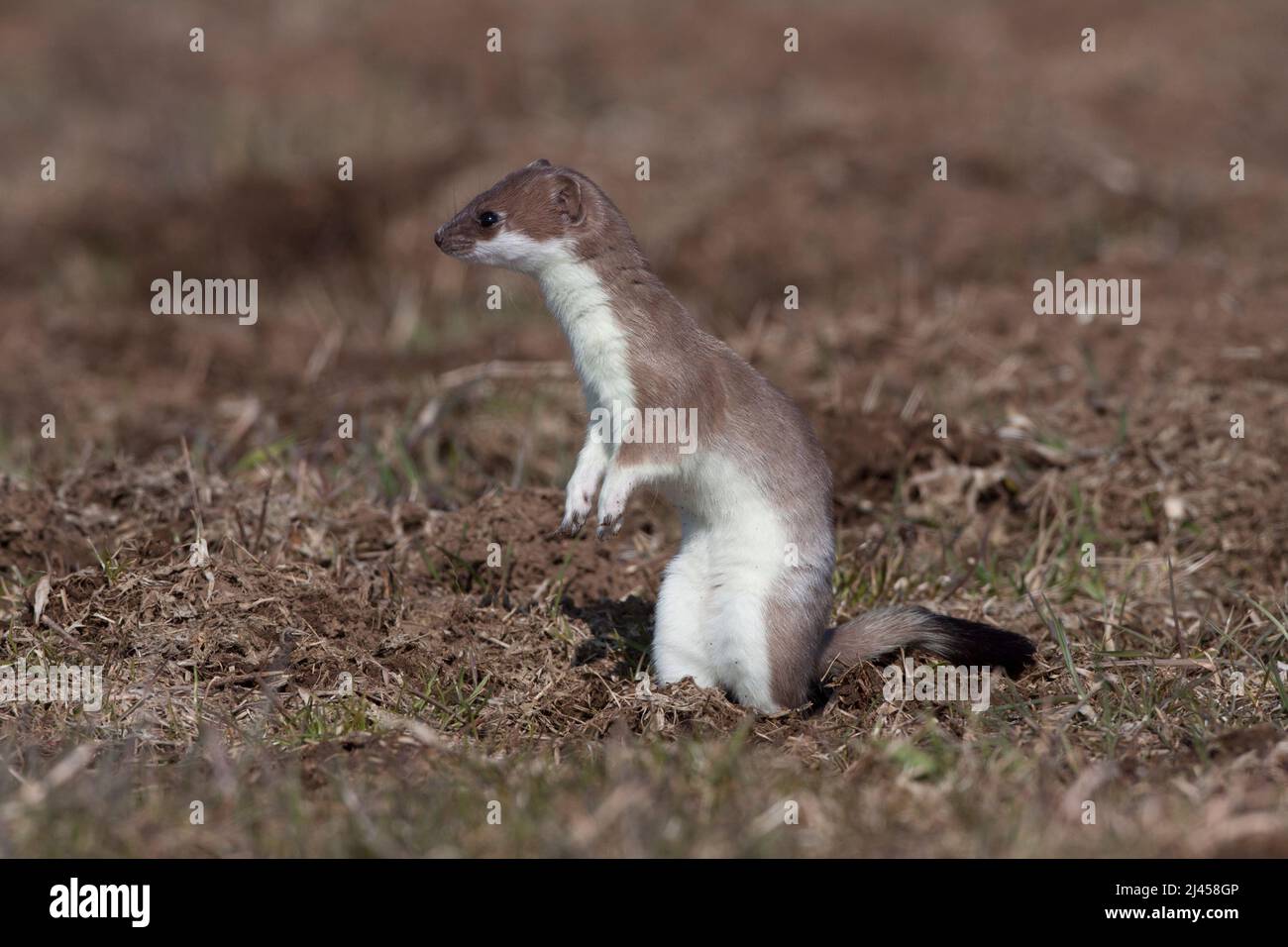 HERMELIN WIKIPEDIA visual data 7