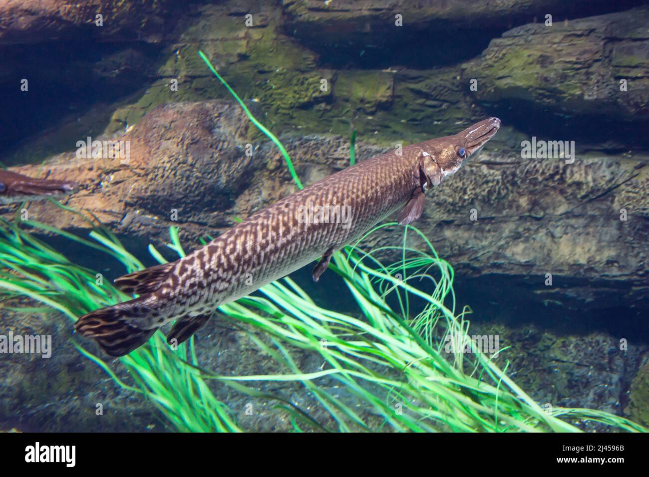 Fish Longnose Gar swims in an aquarium among algae Stock Photo