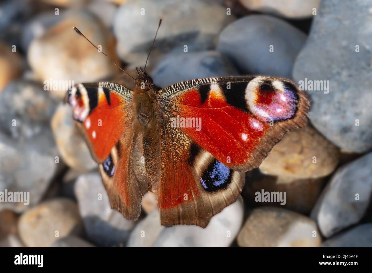 Peacock butterfly basking on pebbles. Stock Photo