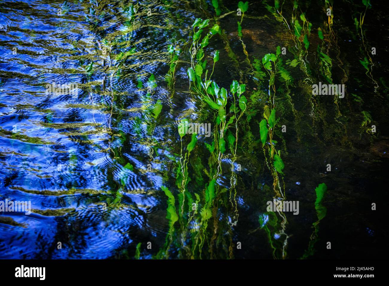 Hydrophytes, aquatic plants in the Charente river, near Barro (central-western France) Stock Photo