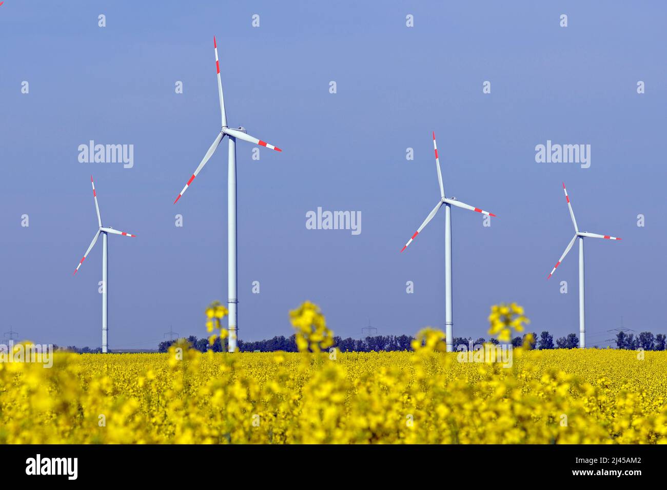Windkraftanlagen in Rapsfeld (Brassica napus) erneuerbare Energie, Erneuerbare Energien, Steigende Energiepreise, Rapsfeld, Stock Photo