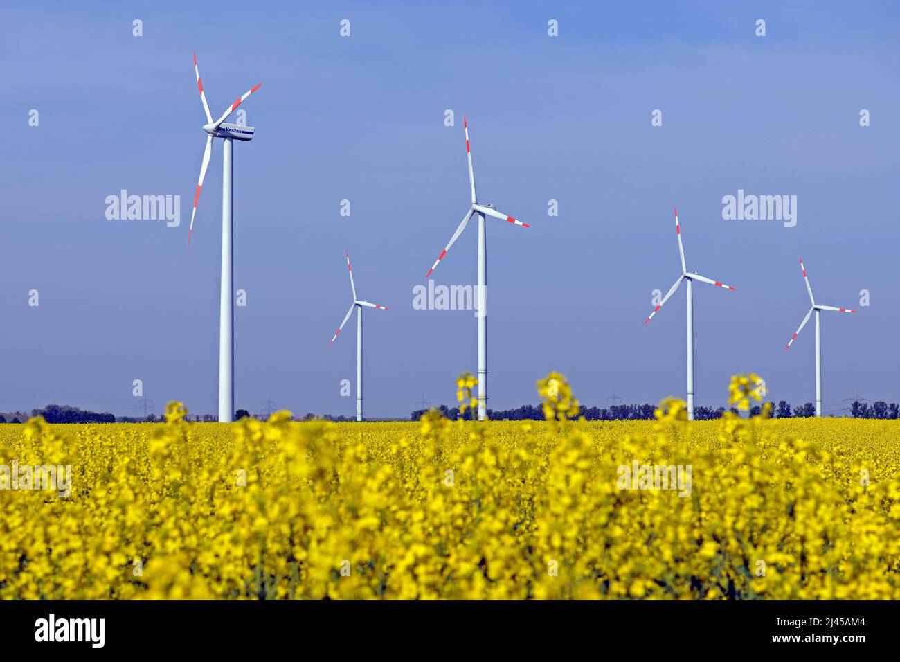 Windkraftanlagen in Rapsfeld (Brassica napus) erneuerbare Energie, Erneuerbare Energien, Steigende Energiepreise, Rapsfeld, Stock Photo