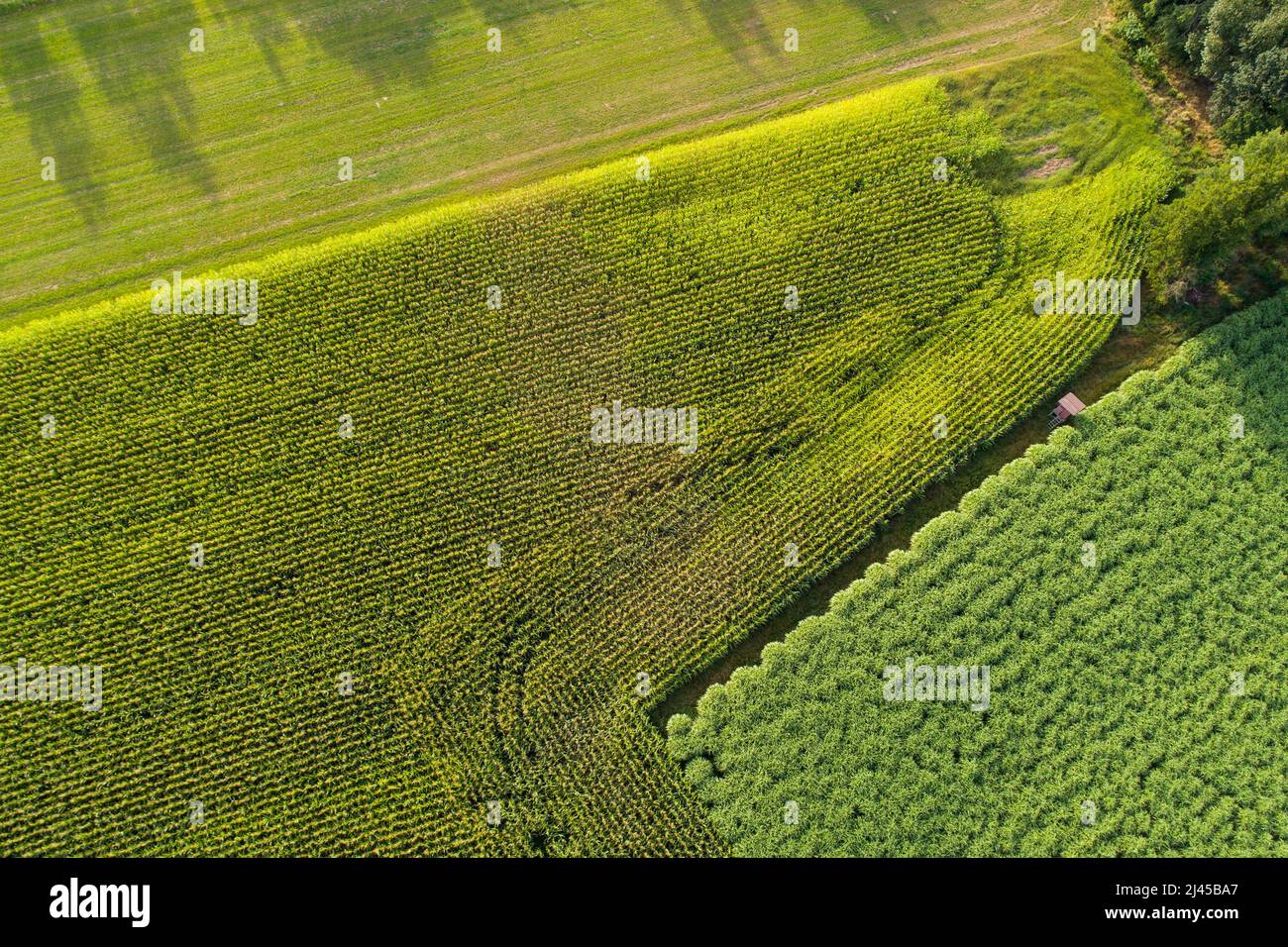Luftbild eines Ackers mit Mais bepflanzt, Maisfeld, Mais Stock Photo ...