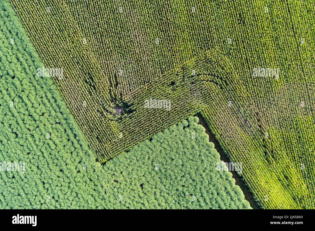 Luftbild eines Ackers mit Mais bepflanzt, Maisfeld, Mais Stock Photo ...