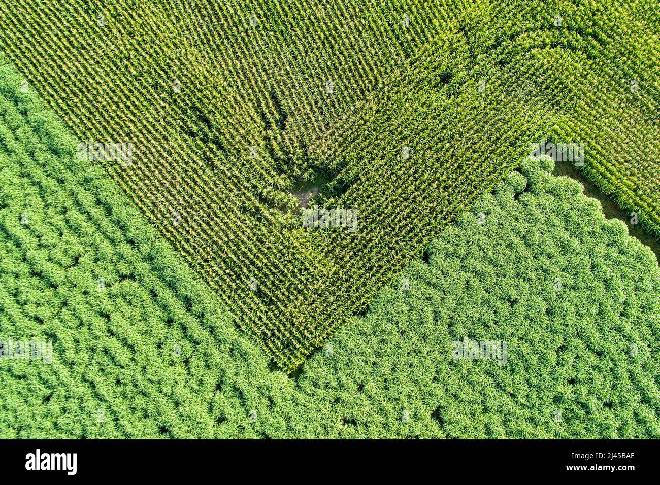 Luftbild eines Ackers mit Mais bepflanzt, Maisfeld, Mais Stock Photo ...