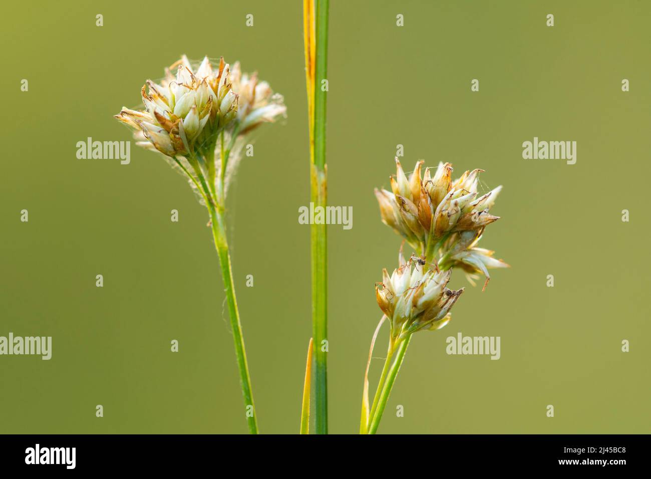 Weisse Schnabelried, Pflanze, Pflanzen, Moorpflanze, Scghnabelbinse, Binse, Goldenstedter Moor, Niedersachsen, (Rhynchospora alba), Stock Photo