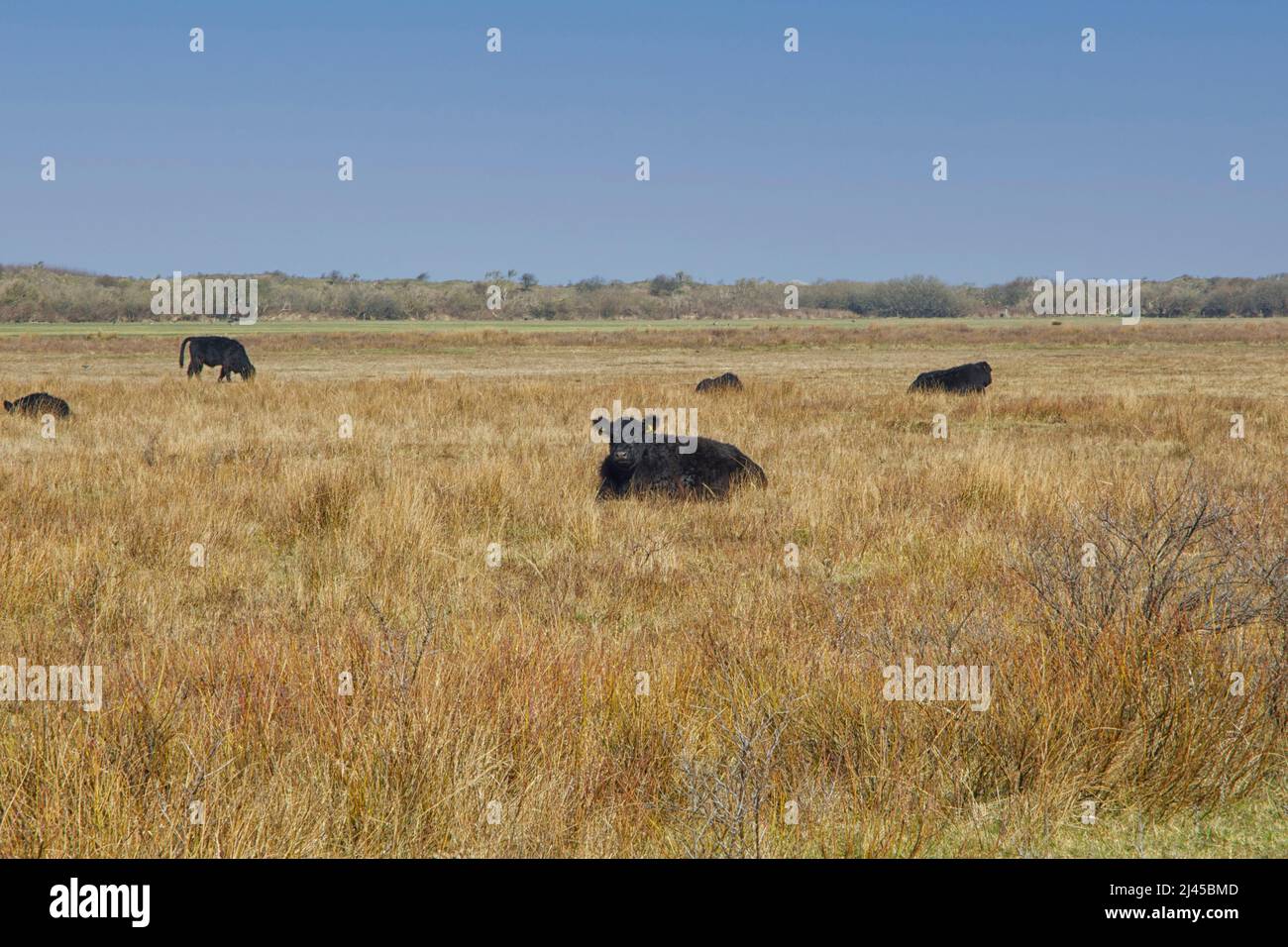 Galloway cattle, nature reserve De Muy, Den Hoorn, Nationalpark Duinen van Texel, The Netherlands Stock Photo