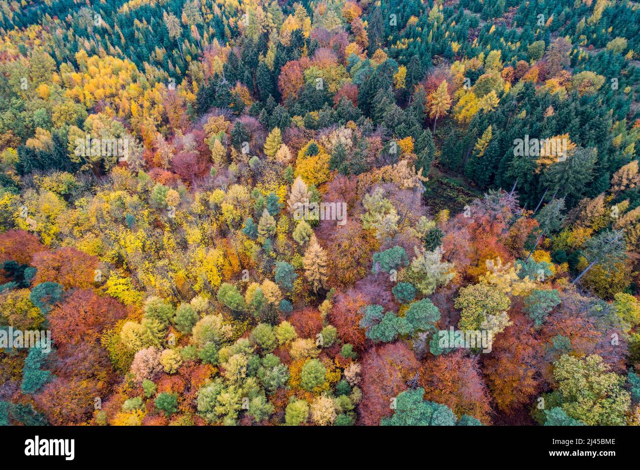 Drohne, Luftbildaufnahme, Herbst, Mischwald, Melle, Teutoburger Wald, Wiehengebirge, Färbung, Laub, Herbstlaub, Stock Photo