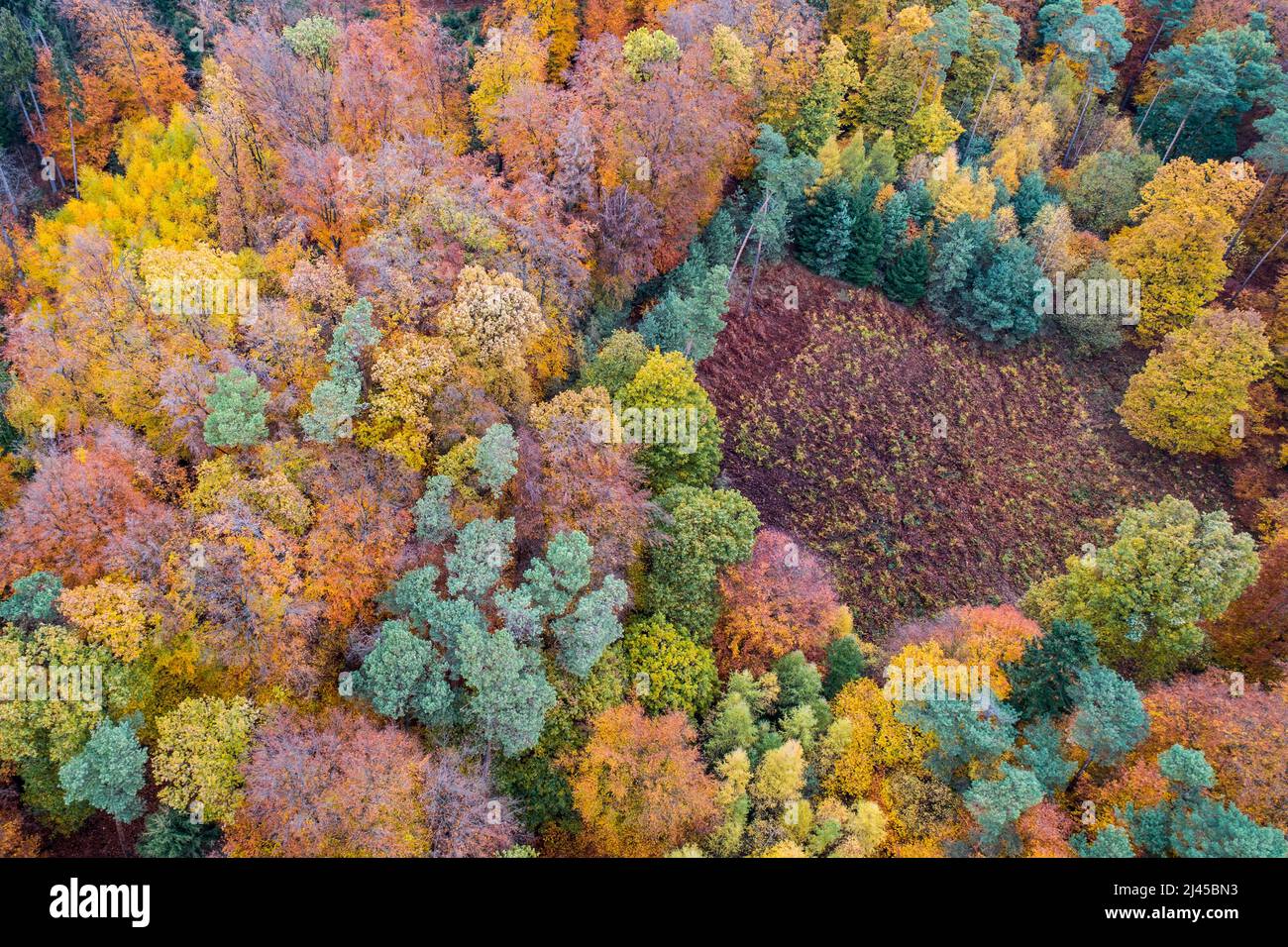 Drohne, Luftbildaufnahme, Herbst, Mischwald, Melle, Teutoburger Wald, Wiehengebirge, Färbung, Laub, Herbstlaub, Stock Photo