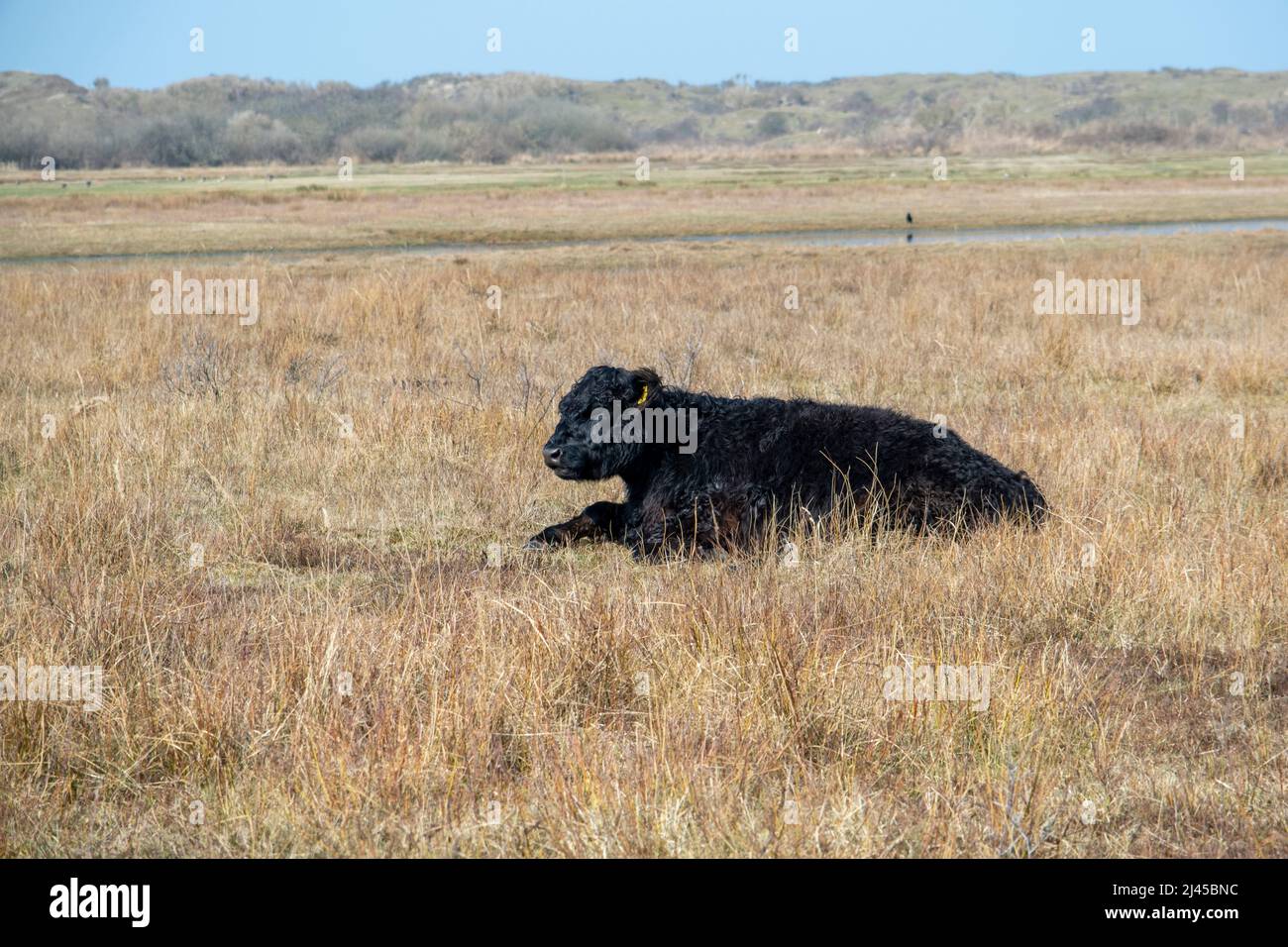 Galloway cattle, nature reserve De Muy, Den Hoorn, Nationalpark Duinen van Texel, The Netherlands Stock Photo