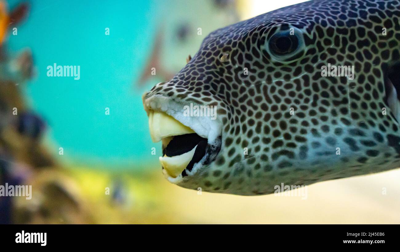 Puffer Fish close up Stock Photo