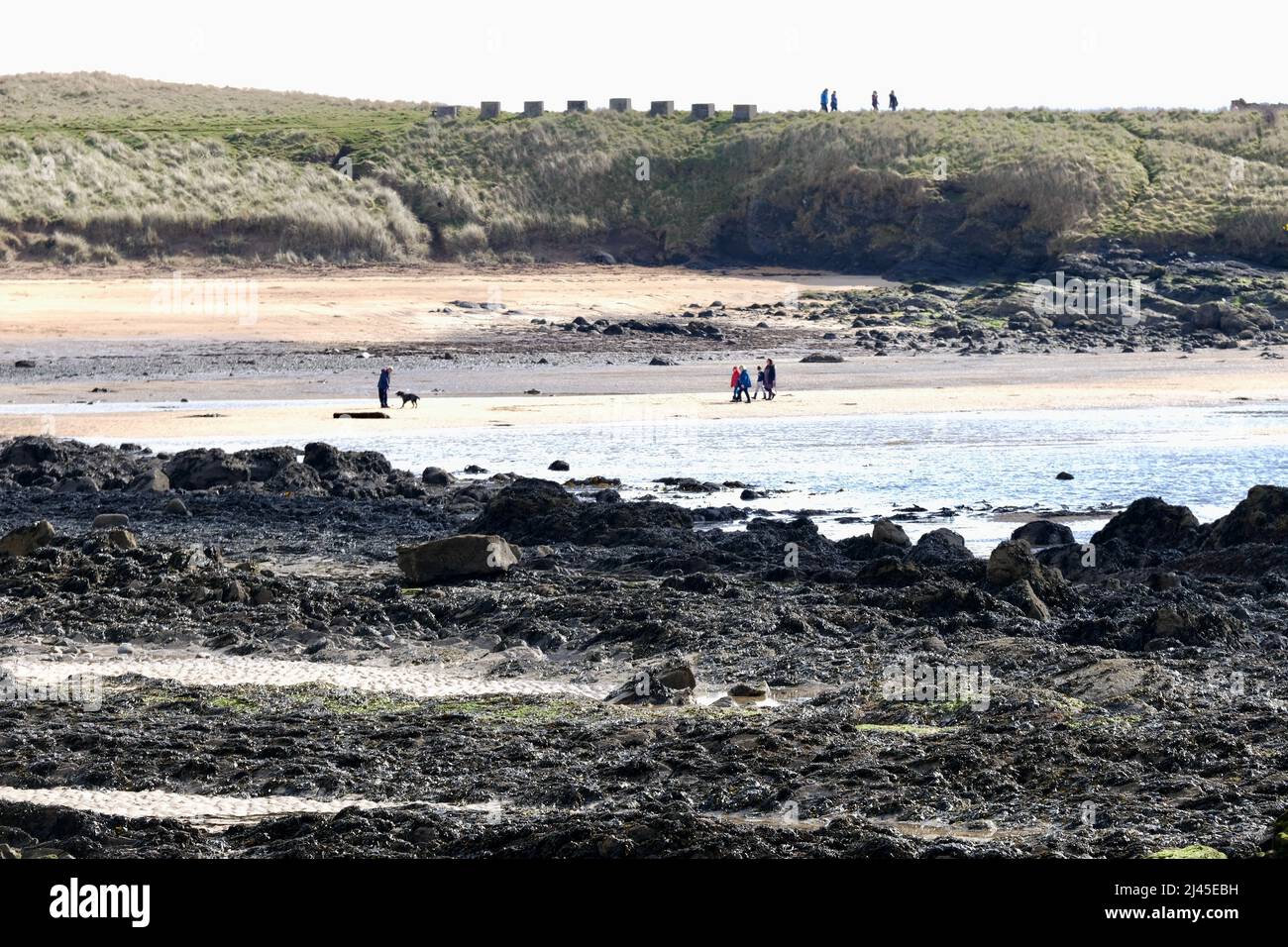 Elie Fife Scotland a coastal resort village, the tide is out and locals