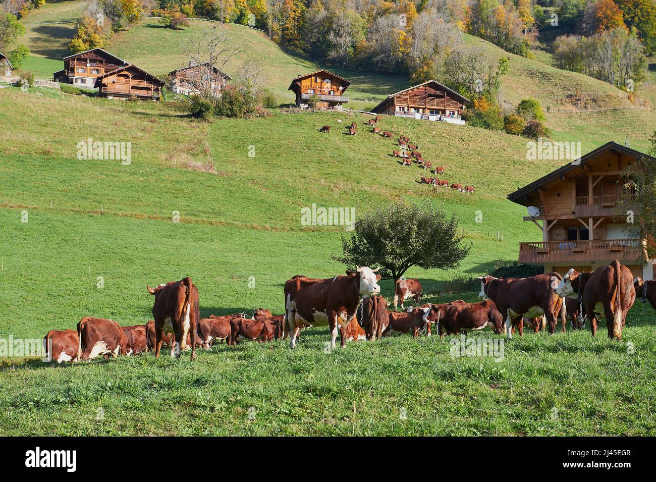 Le Grand-Bornand (French Alps, central-eastern France): herd of Abondance dairy cows and mountain huts *** Local Caption *** Stock Photo