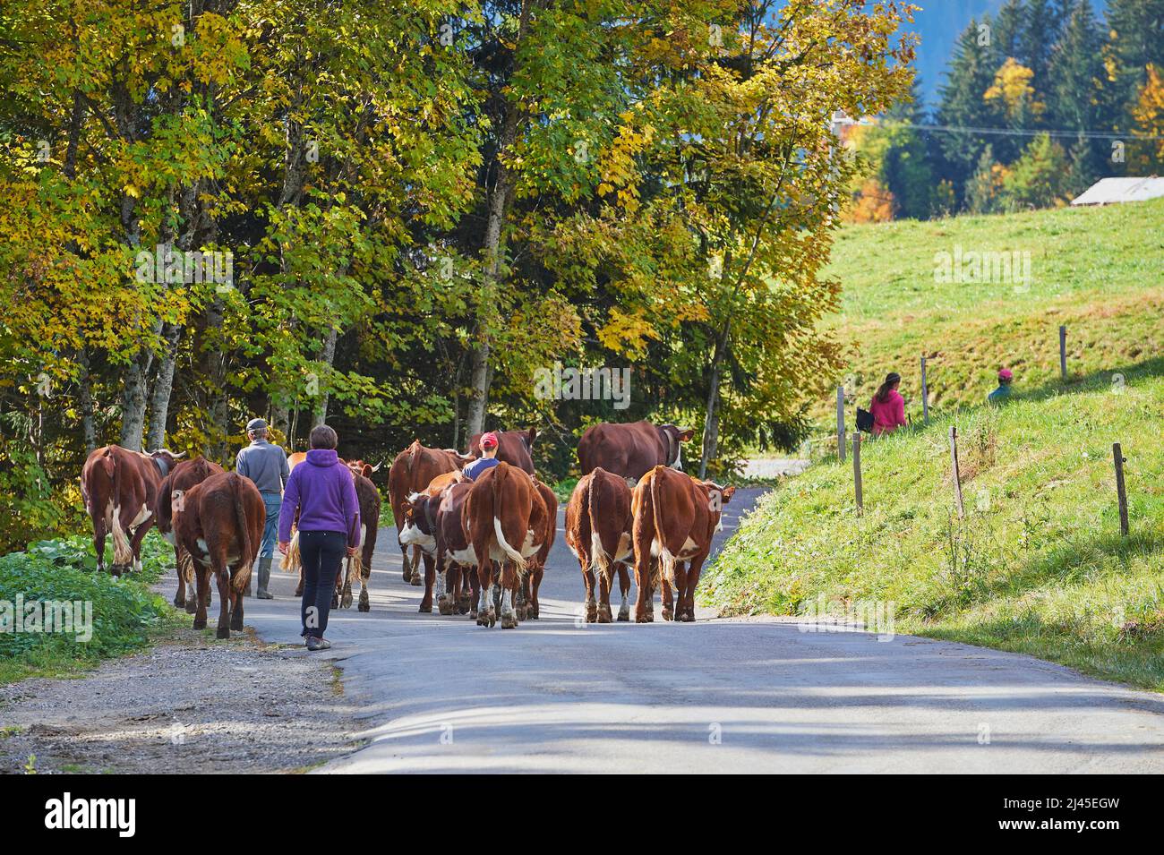 Le Grand-Bornand (French Alps, central-eastern France): farmers walking beside an Abondance cattle, walking down from the mountain pasture, with a wom Stock Photo