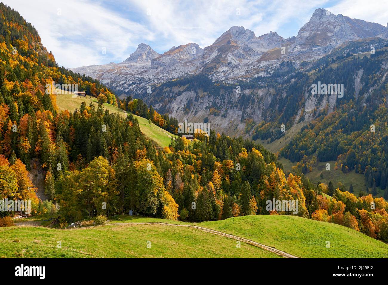 Le Grand-Bornand (French Alps, central-eastern France): forest, resinous trees and overview of the Aravis mountain range *** Local Caption *** Stock Photo