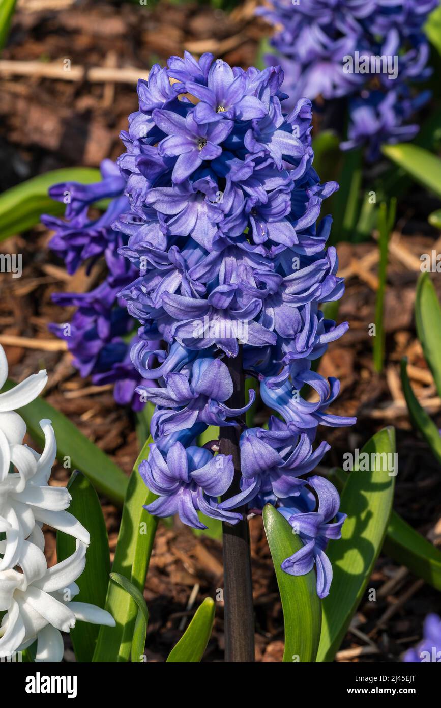 Hyacinth 'Ocean Waves Mix' (Hyacinthus) a spring flowering bulbous plant with a blue or white springtime flower, stock photo image Stock Photo