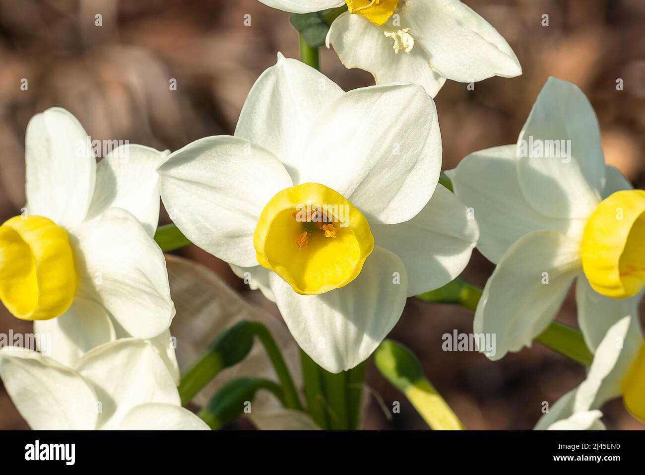 Daffodil 'Avalanche' (narcissus) a spring flowering bulbous plant with ...