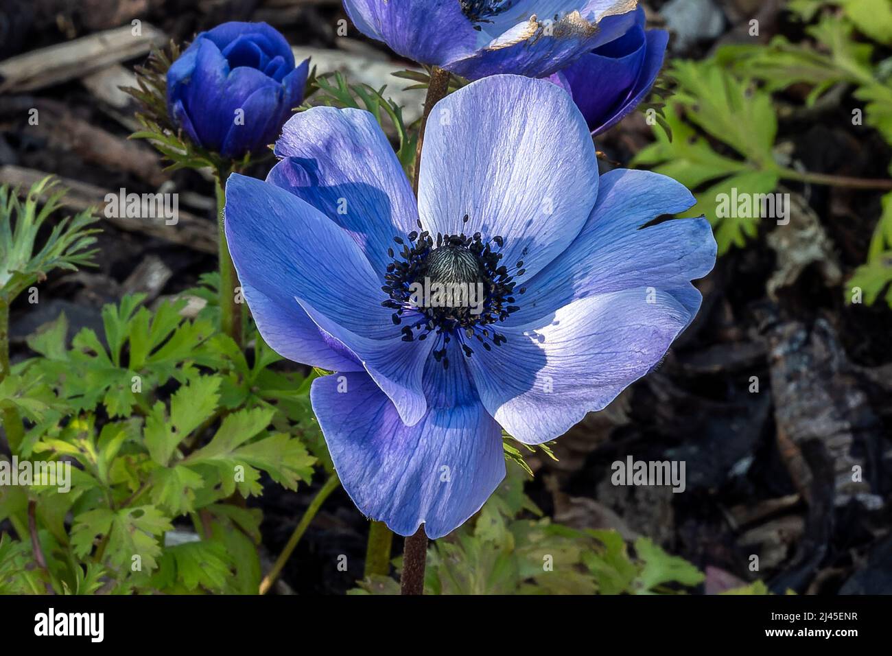 Anemone coronaria 'Hollandia' a spring flowering bulbous plant with a blue springtime flower,  stock photo image Stock Photo