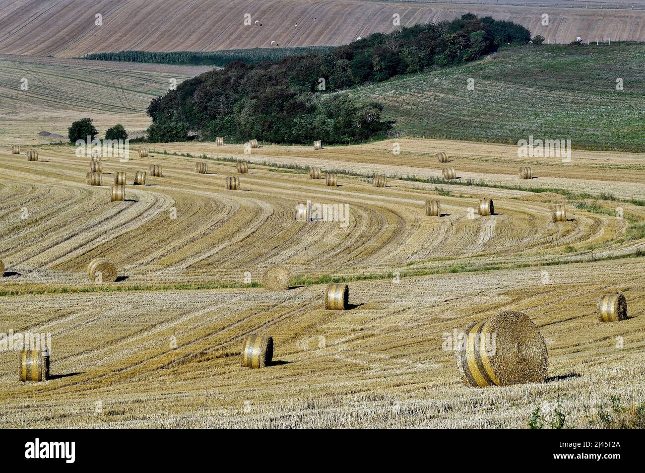 Hervelinghen (northern France): straw bales in a field after the harvest. Haystacks *** Local Caption *** Stock Photo