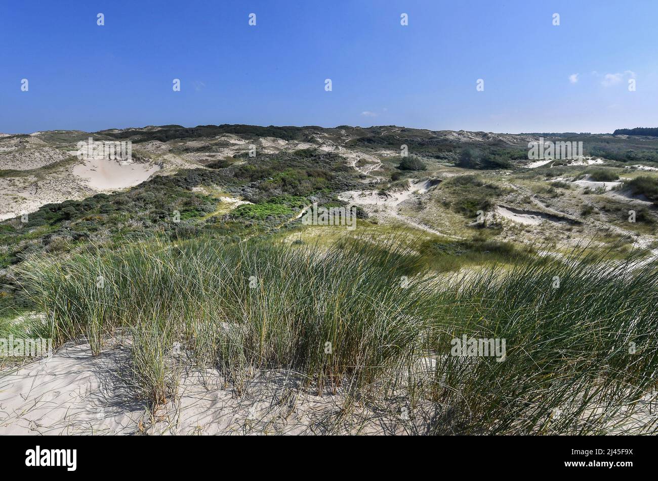 Saint-Etienne-au-Mont (northern France): dunes of Ecault *** Local Caption *** Stock Photo
