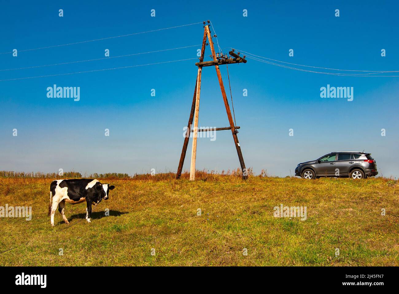 Cow, pole, car and blue sky Stock Photo