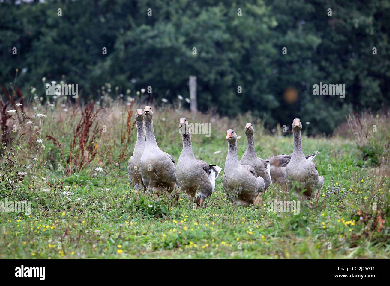 Geese raised for meat and foie gras production. Free-range grey geese, poultry farming, breed; poultry, poultry-farming; poultry farming; domestic goo Stock Photo