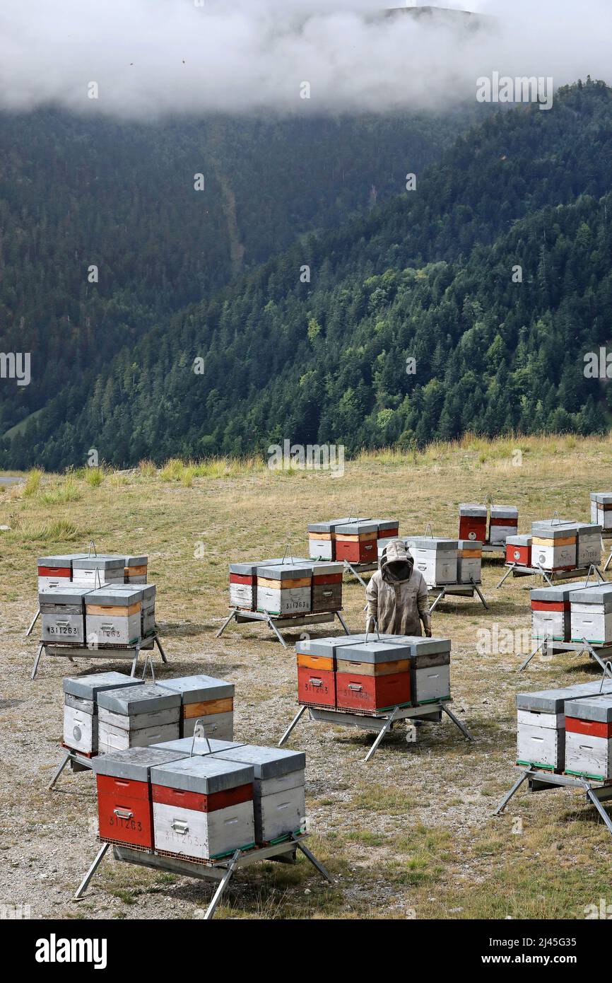Beekeeping: apiculturist checking the hive frames and honey supers Beekeeper wearing protective gear, in the middle of beehives in the mountains, in t Stock Photo