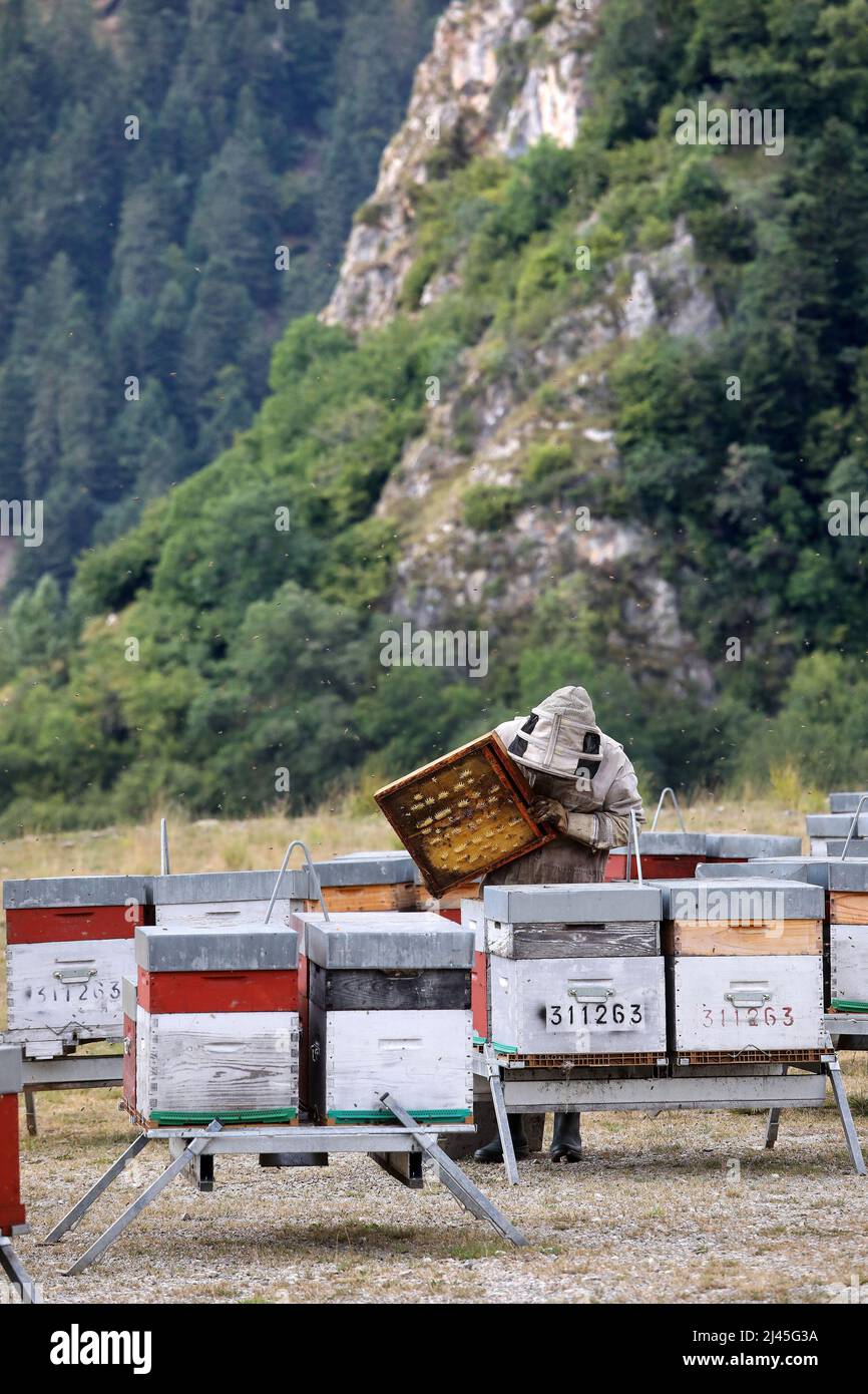 Beekeeping: apiculturist checking the hive frames and honey supers. Beekeeper wearing protective gear, in the middle of beehives in the mountains, in Stock Photo