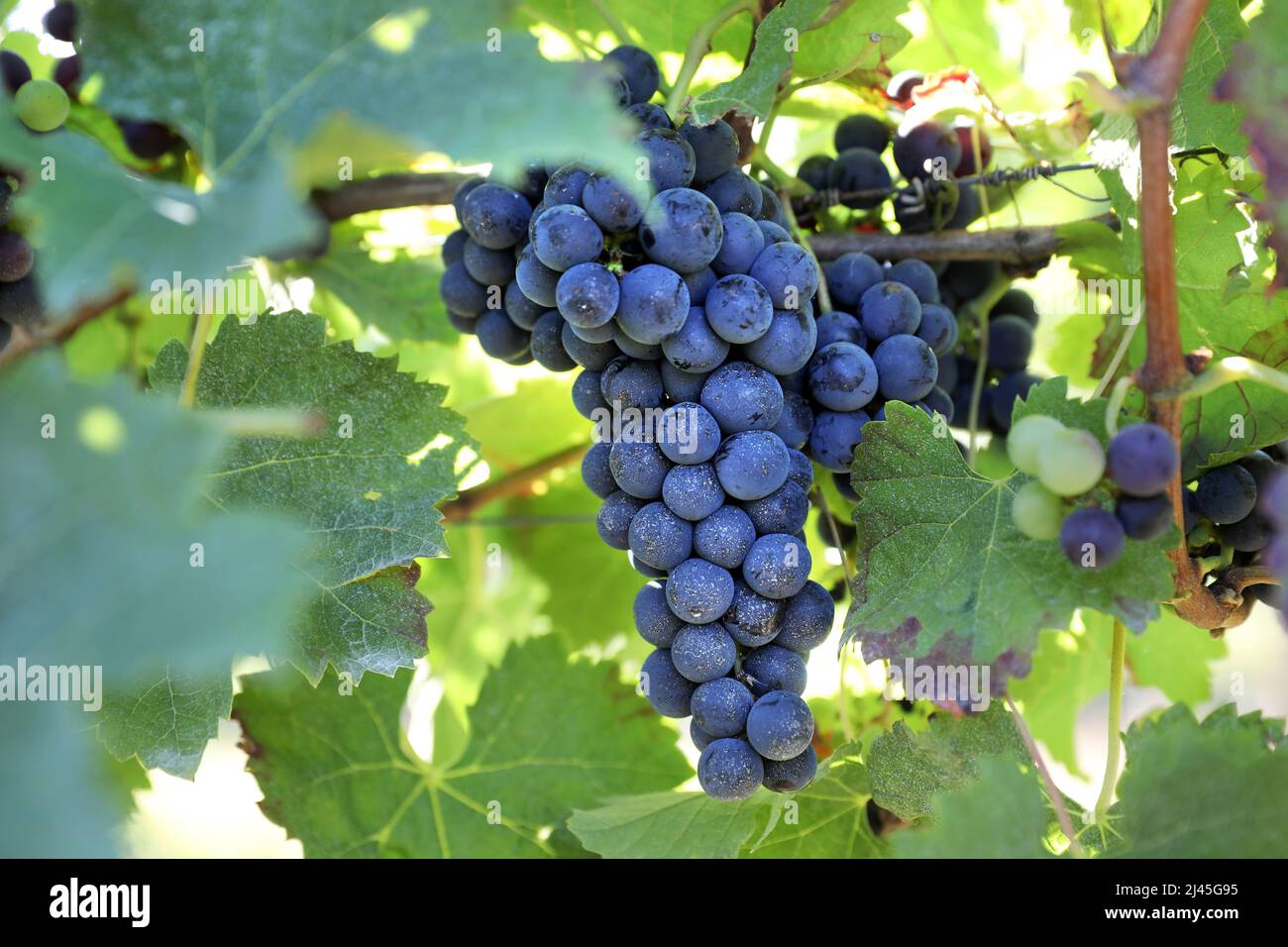 Bunch of grapes in the middle of vines. Ripe grape Stock Photo