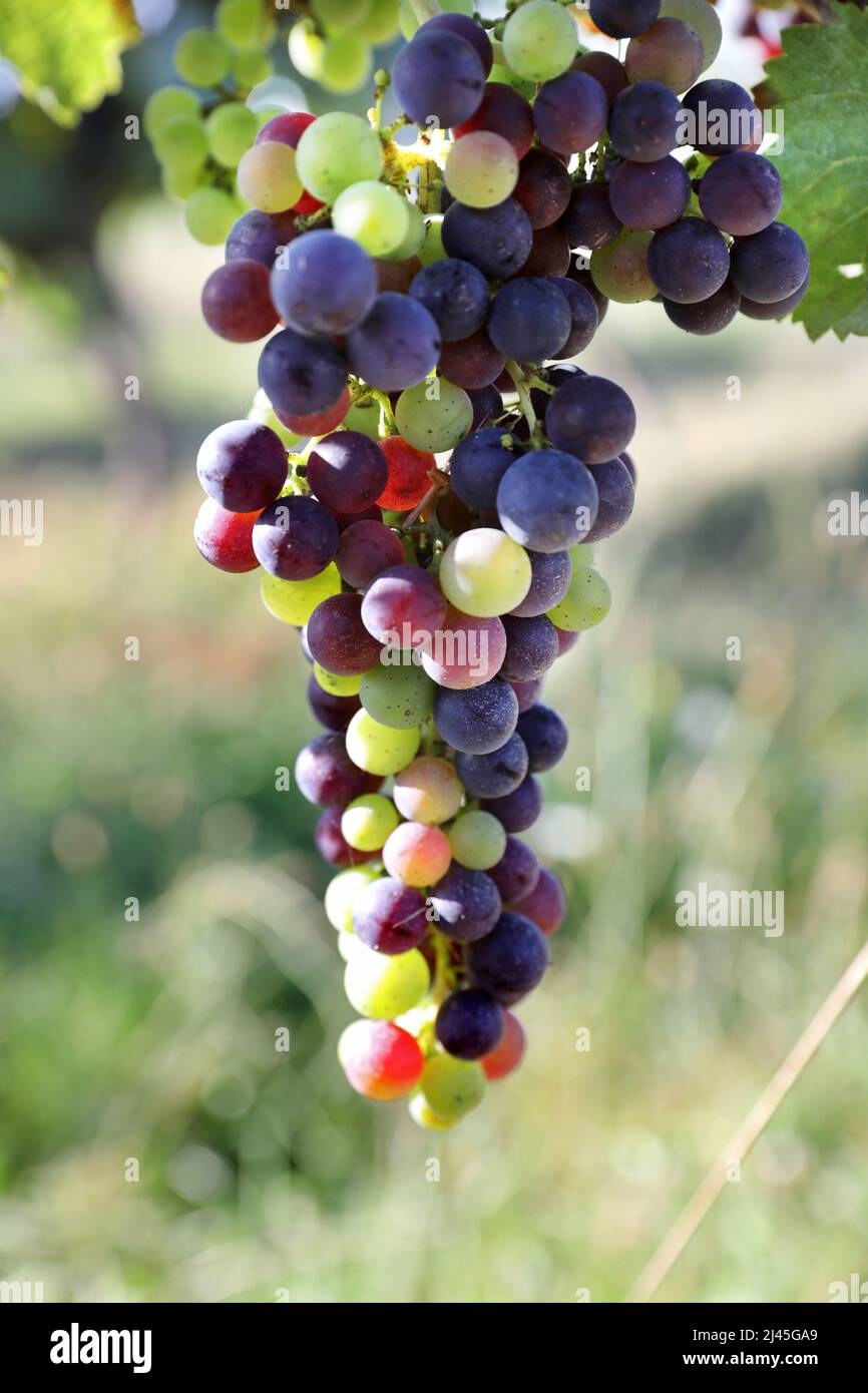 Bunch of grapes in the middle of vines. Veraison, beginning of the ripening phase for the grapes in the vines. End of spring and summer Stock Photo