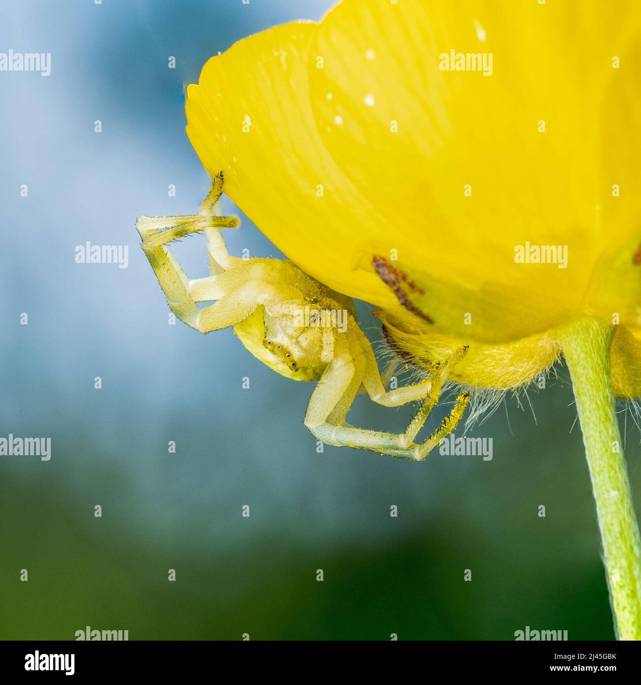 A flower crab spider - Misumena vatia - sat on a yellow flower in the
