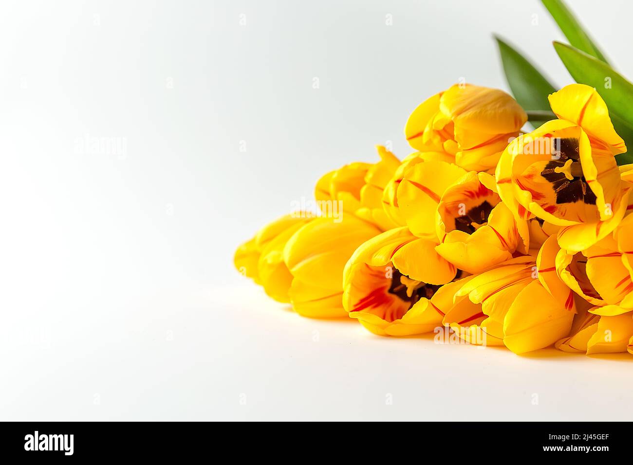 A large bouquet of yellow tulips lies on a white background. A ready-made place for your invitation text, congratulations. Stock Photo