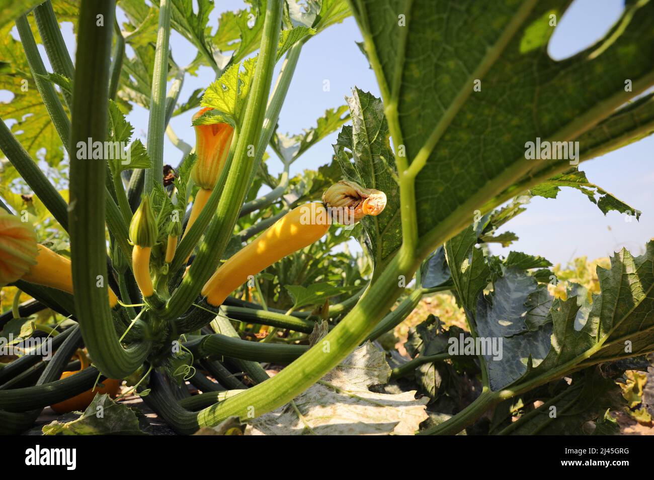 Yellow courgette seedlings in a vegetable-growing farm Stock Photo