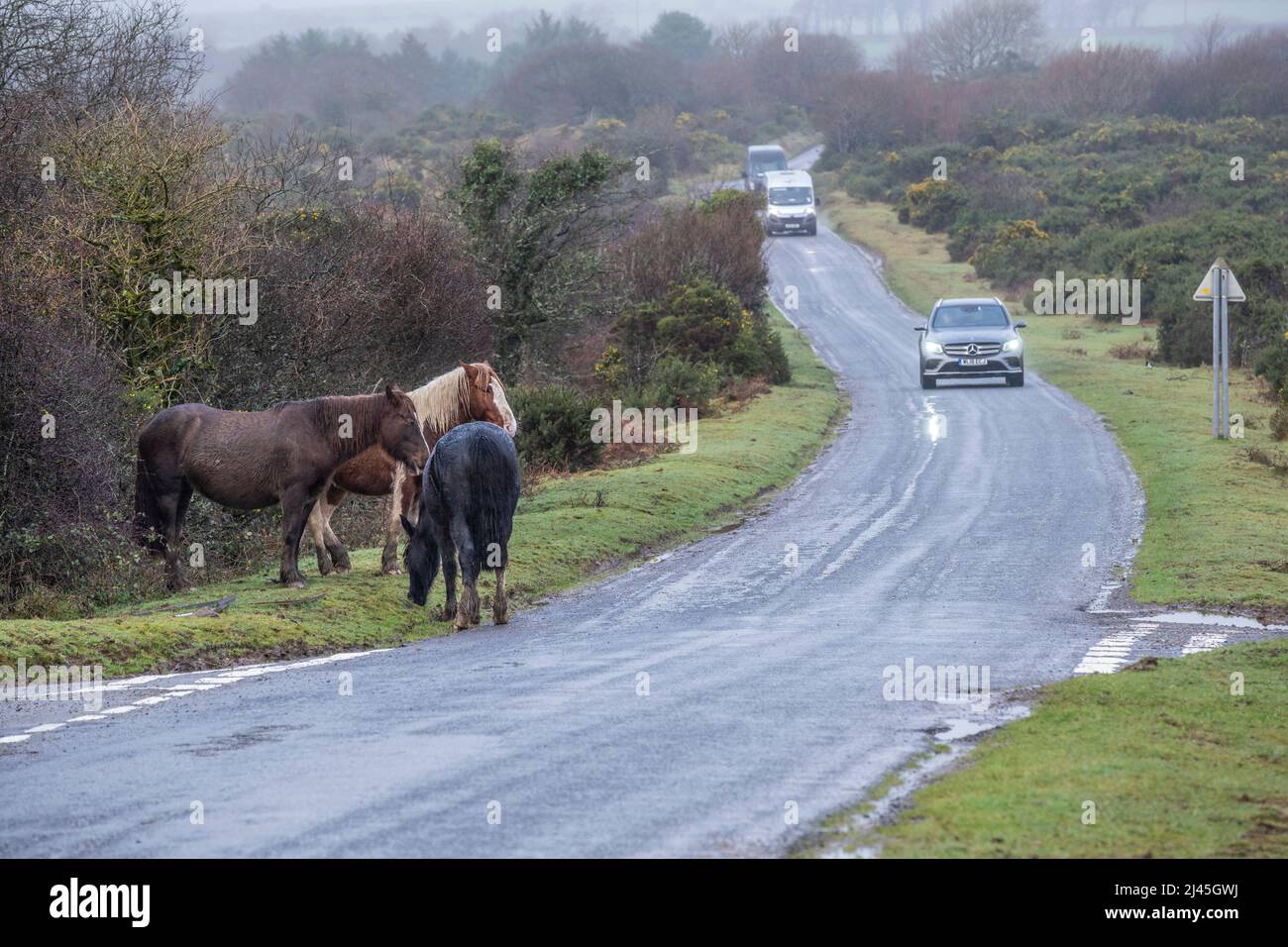 Vehicles slowing down for Bodmin Ponies grazing at the side of a road in miserable cold weather on the wild Goonzion Downs on Bodmin Moor in Cornwall. Stock Photo