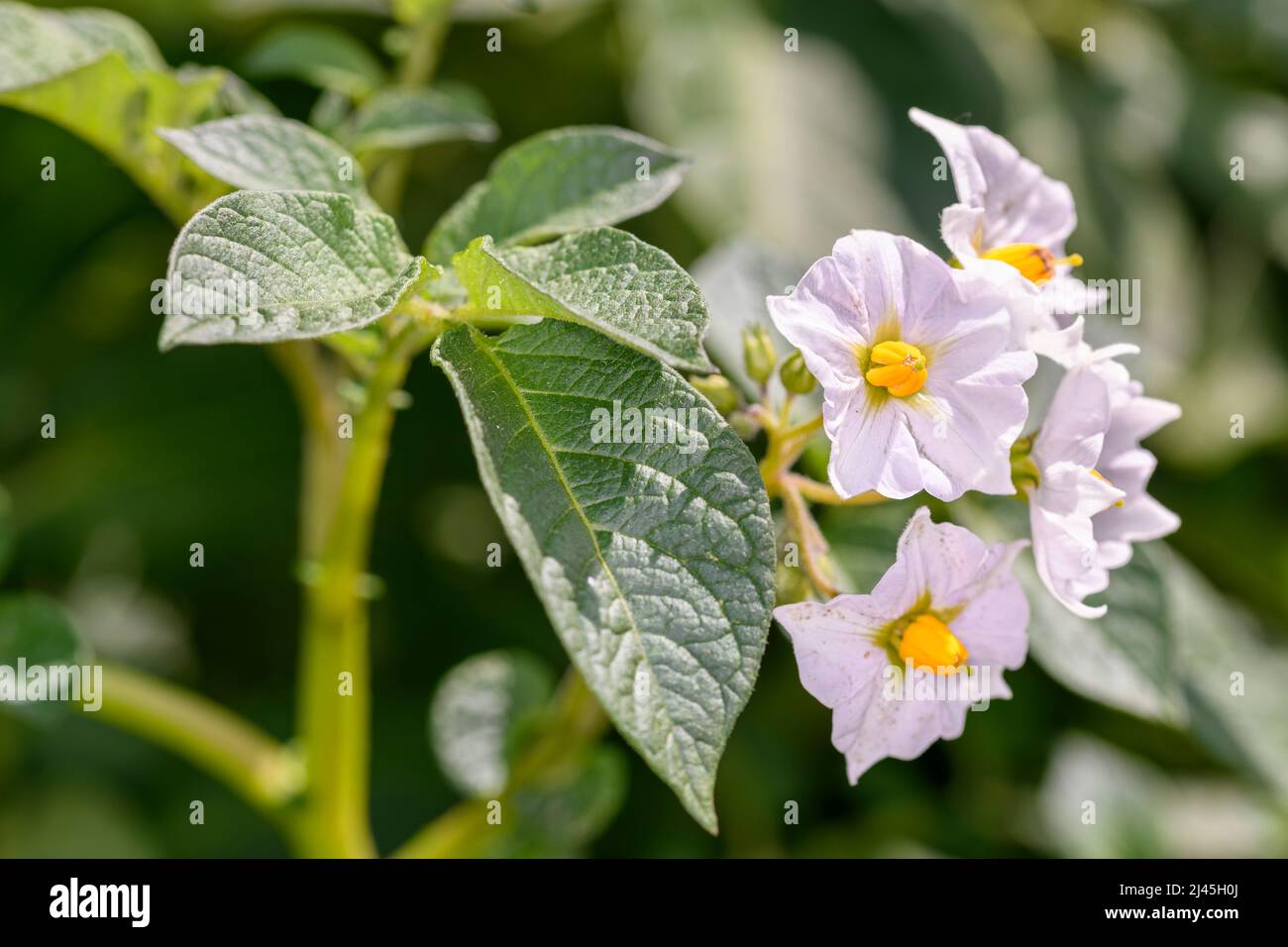 Potato - Solanum Tuberosum - During Flowering Stock Photo