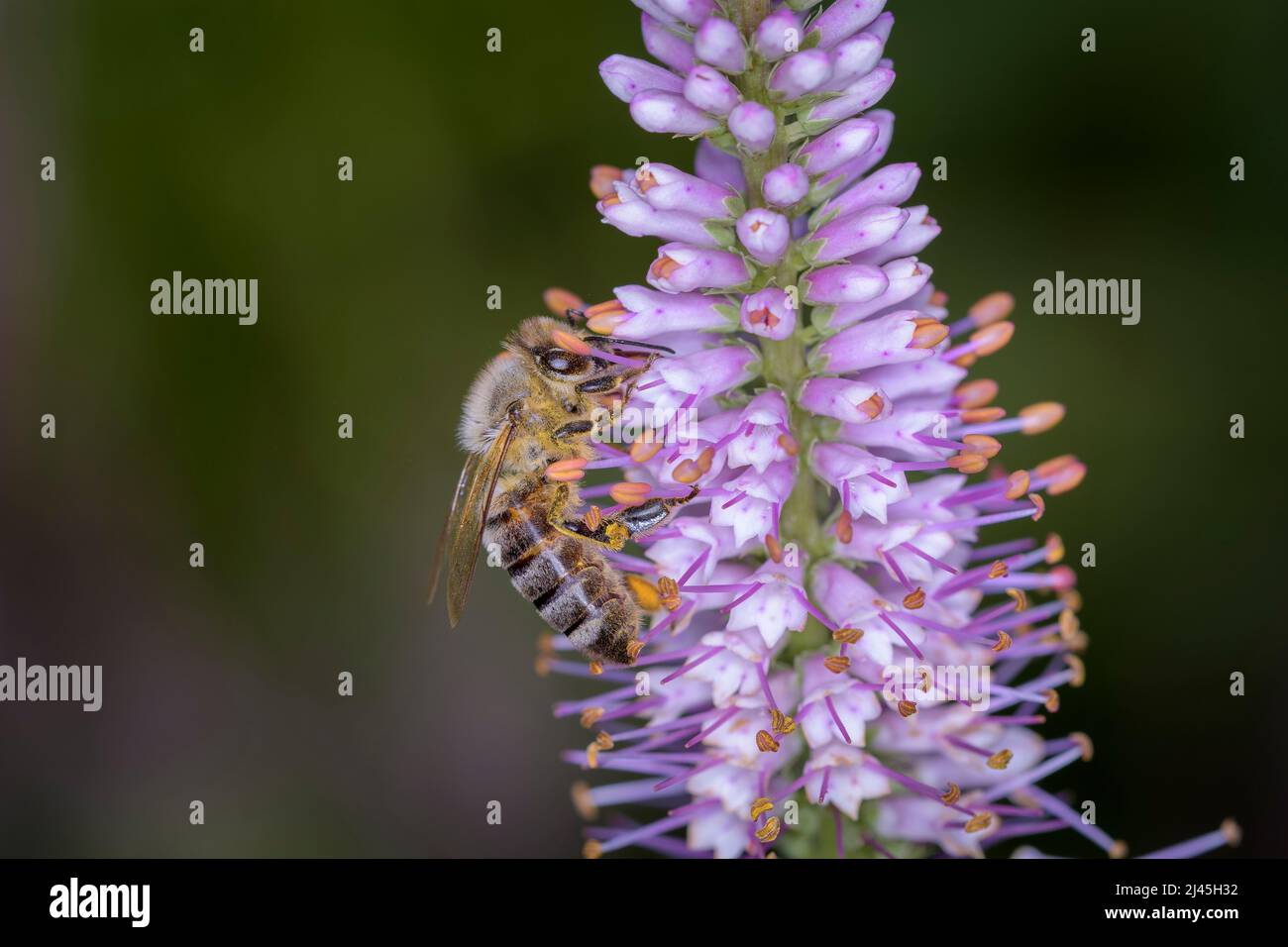Bee - Apis Mellifera - Pollinates A Blossom Of The Culver S Root, Bowman S Root Or Black Root - Veronicastrum Virginicum Stock Photo