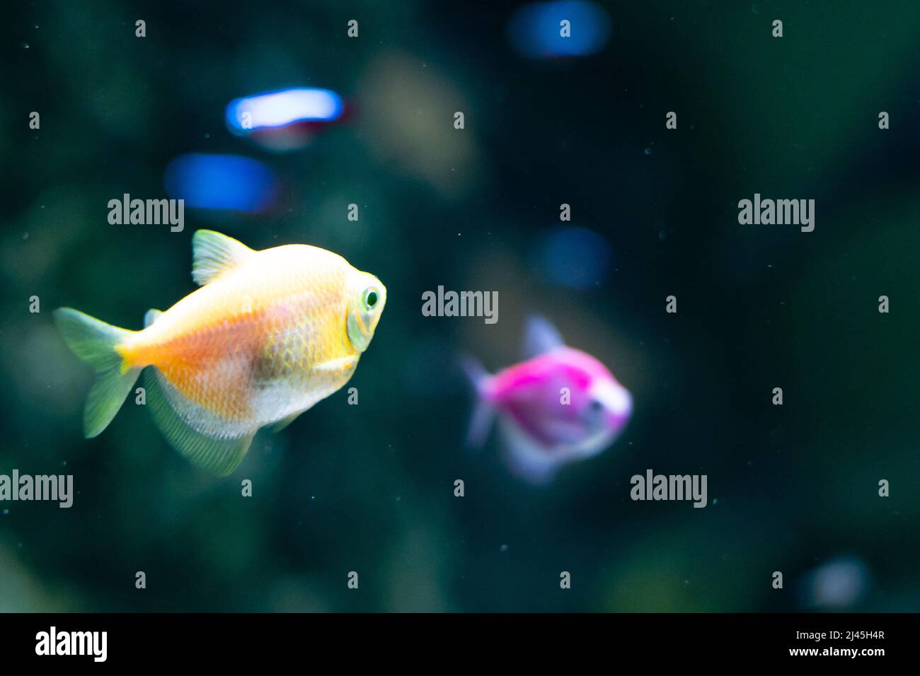 Ornatus Fish and Ternary in Aquarium on a green background. Glofish tetra. Gymnocorymbus Ternetzi Stock Photo