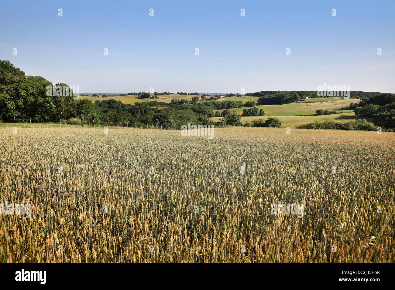 Cereal cultivation in the Pays de Serre area, Quercy blanc (south-western France) Stock Photo