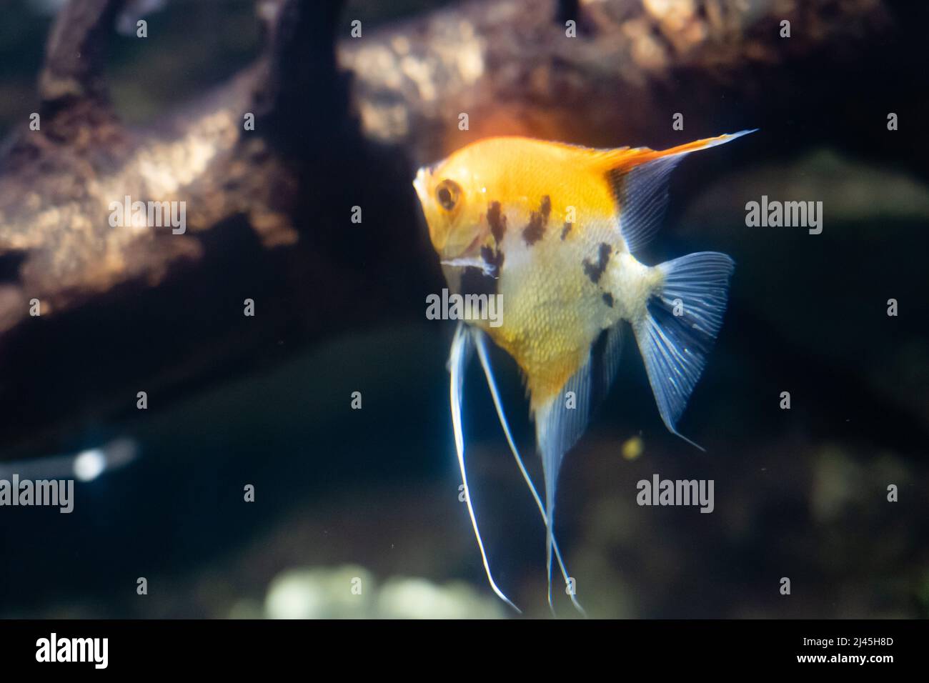 Enoplosus armatus or old wife fish in aquarium Stock Photo