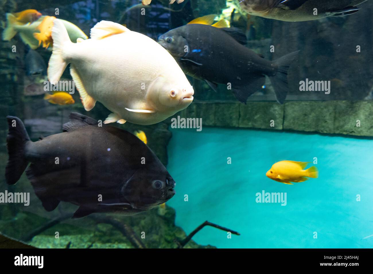 Giant gourami fish (Osphronemus goramy) in aquarium. Wildlife animal. Stock Photo