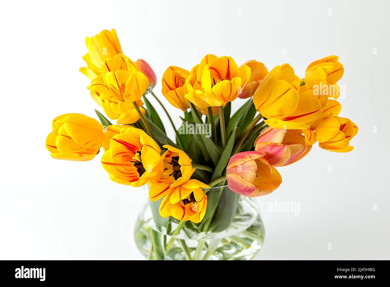 A large bouquet of large yellow tulips in a glass vase on a white background. An elegant composition for your invitation text, congratulations. Stock Photo