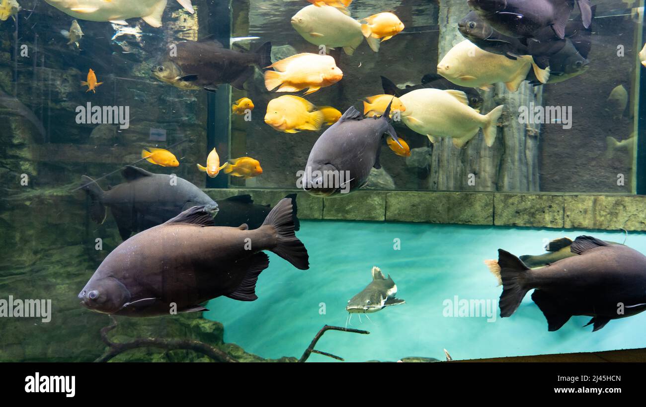Giant gourami fish (Osphronemus goramy) in aquarium. Wildlife animal. Stock Photo