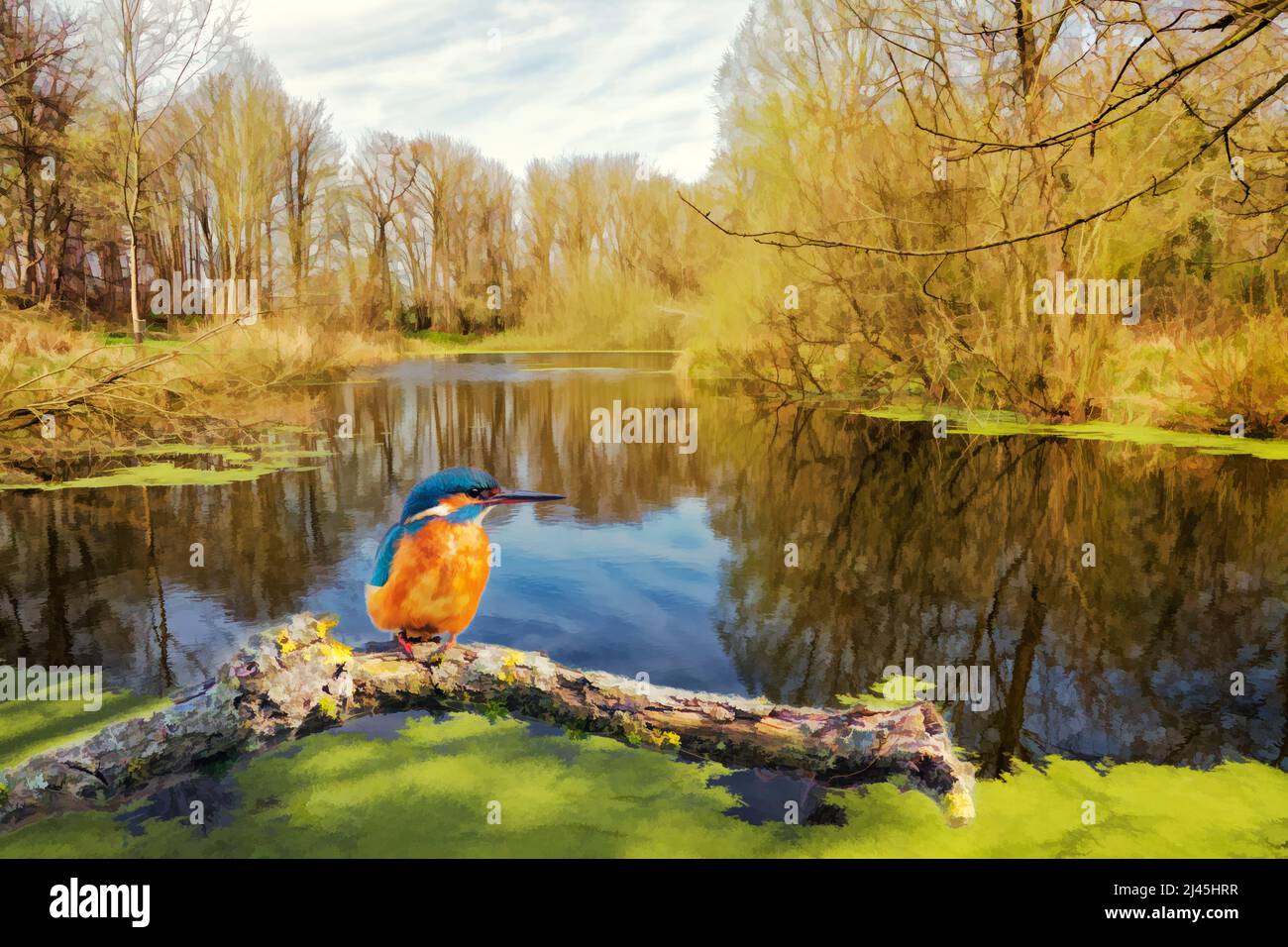 Female Kingfisher perched on a branch with a pond in the background. Stock Photo