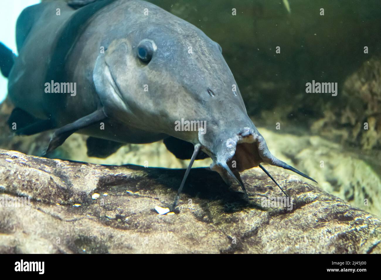 The giraffe catfish (Auchenoglanis occidentalis) is an African catfish. It eats plants off the floor of lakes and streams. It is found throughout Stock Photo