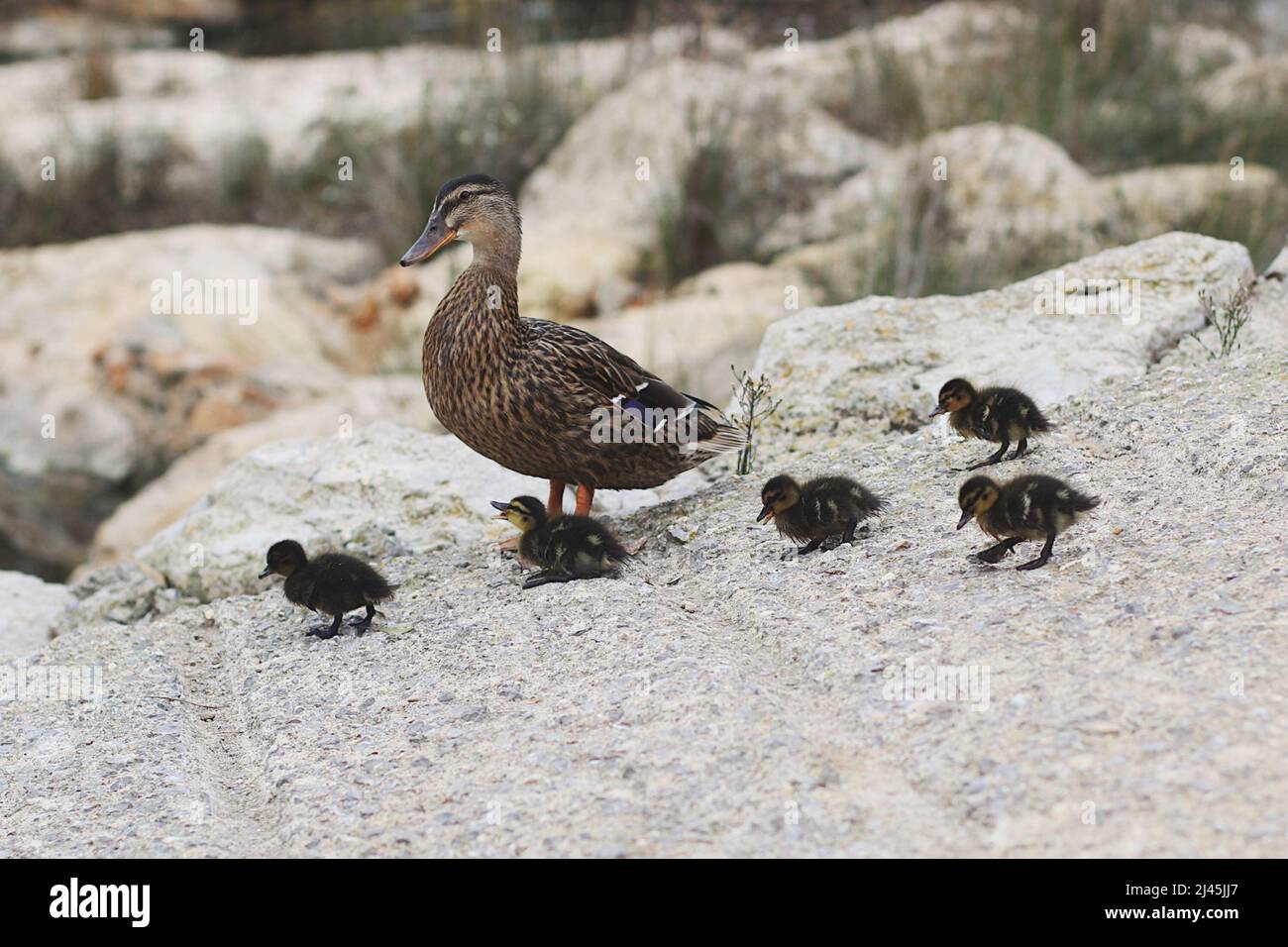 Mother duck with her ducklings Stock Photo - Alamy