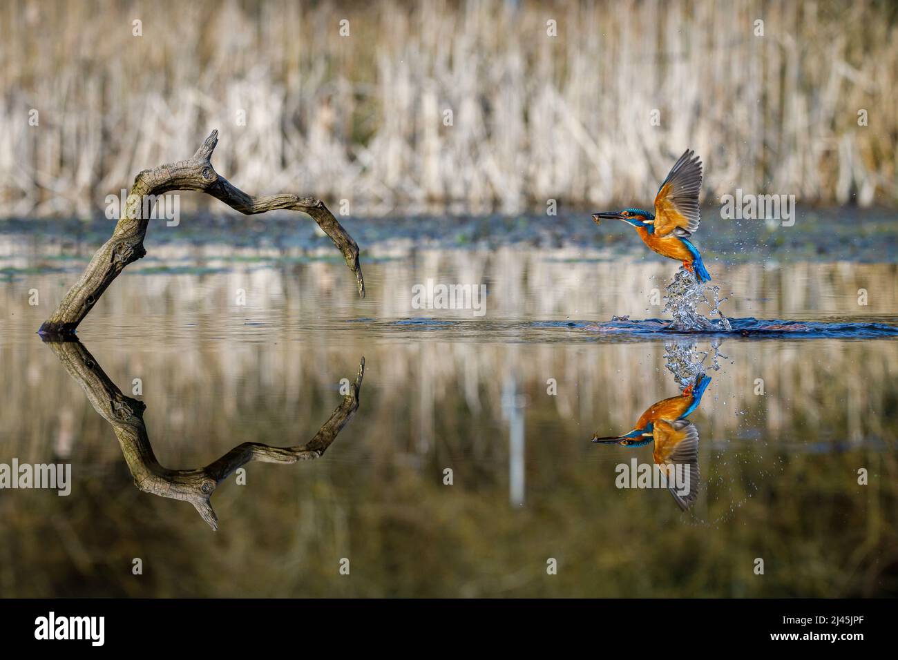 Kingfisher Reflection Stock Photo